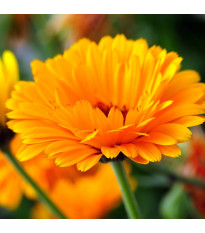 Měsíček lékařský - Calendula officinalis - semena měsíčku - 65 ks